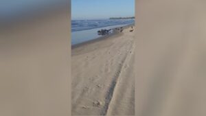 Intriguing discover on the seaside shore