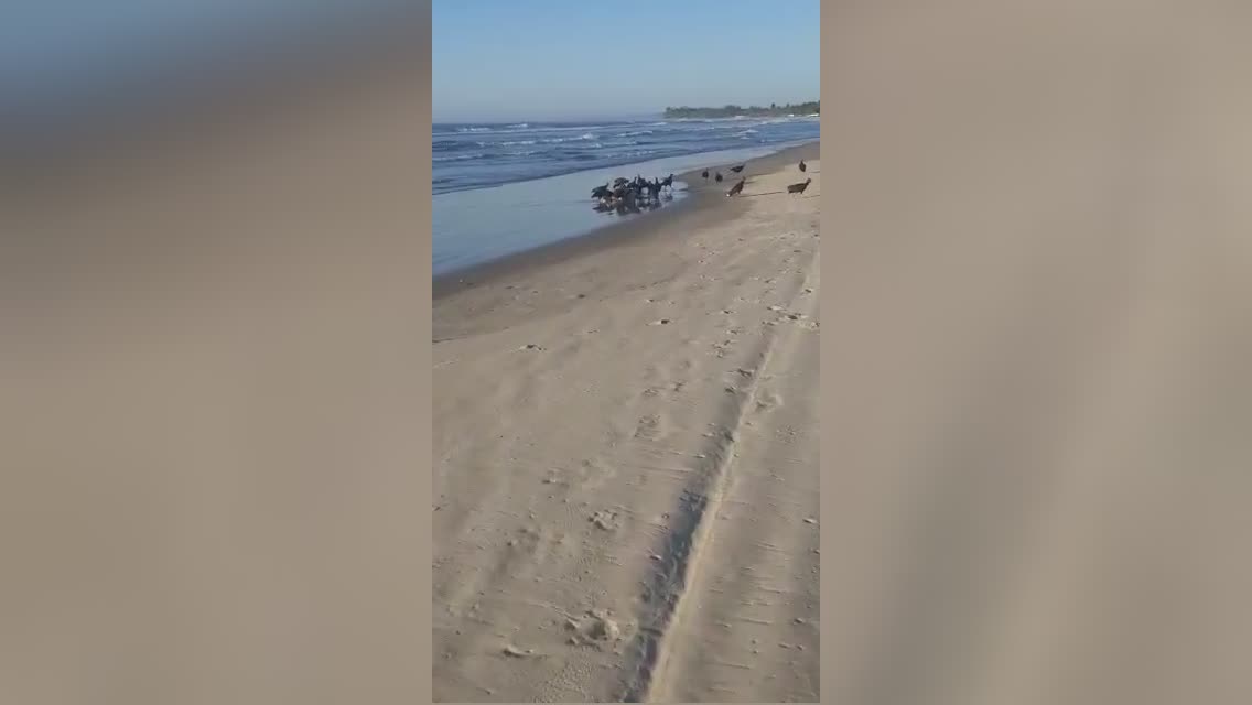 Intriguing discover on the seaside shore