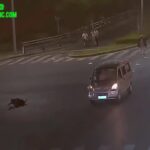 Good zebra going across crash