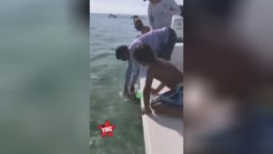 Shark bites angler who was actually attempting to capture it