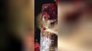 12 scale gun shoot in close quarters 1 12 scale gun shoot in close quarters