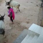 You remain in cow region now bitch