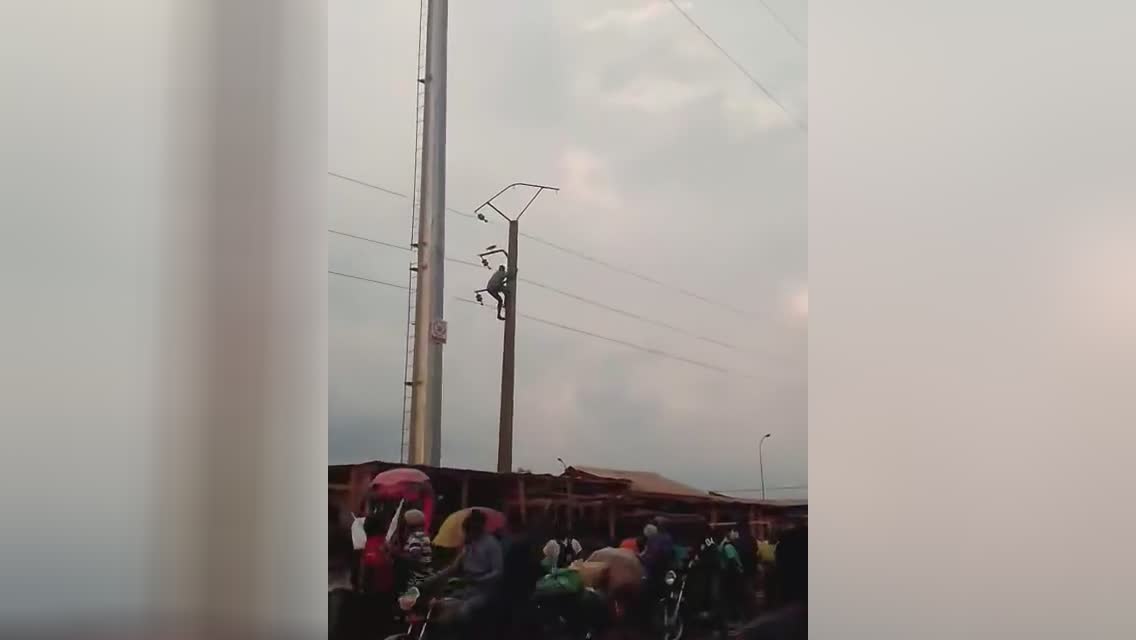 Lamebrain chasing after a pigeon french fries at that point drops to ground