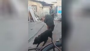 Old woman is knocked senseless through a younger male