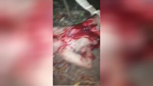 The unfavorable guy is actually decrease alive in the belly and also his intestine