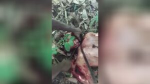 Thursday butchering of a gang member