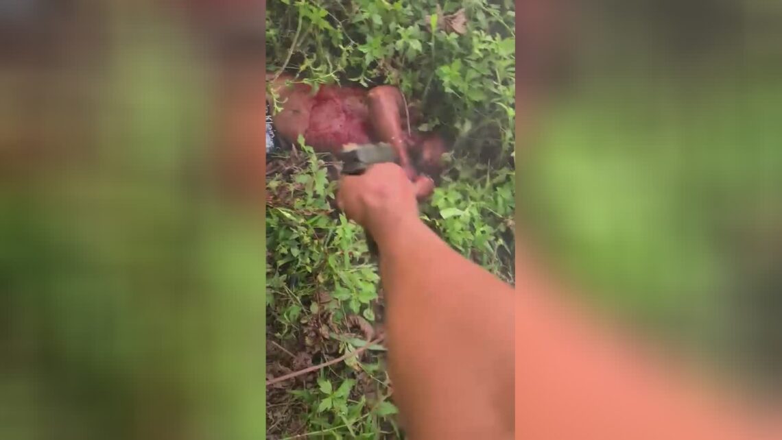 Traffickers devote vicious completion in brazilian jungle