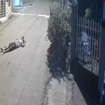 Shot In The Street By Hitman