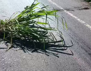 Dude Splattered All Over The Fucking Place