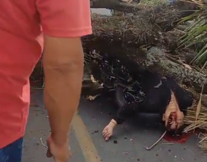 A Motorcyclist Is Killed By A Tree Falling On The Road. Colombia