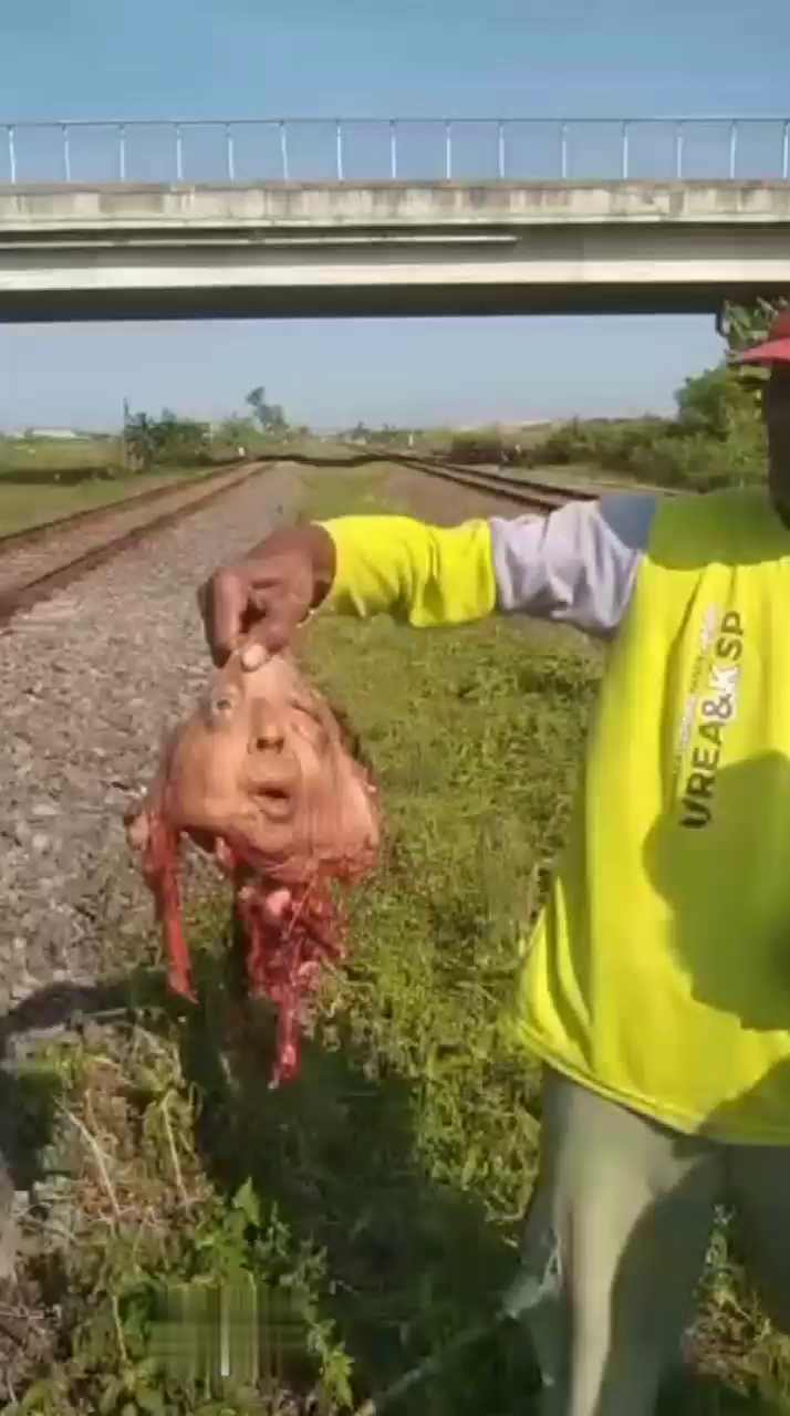 A Middle-Aged Woman Was Run Over By A Train Crossing Under The Flyover Bridge At Klampok Brebes Toll Road
