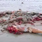 Comp Of Video Footage Of Industrial Accidents